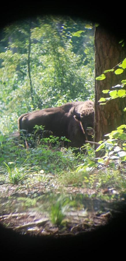 Maciejowka Borki 33 Villa Luaran gambar